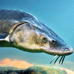 The Sturegon Mod Apk 1.2.3 Unlimited money
Infinite